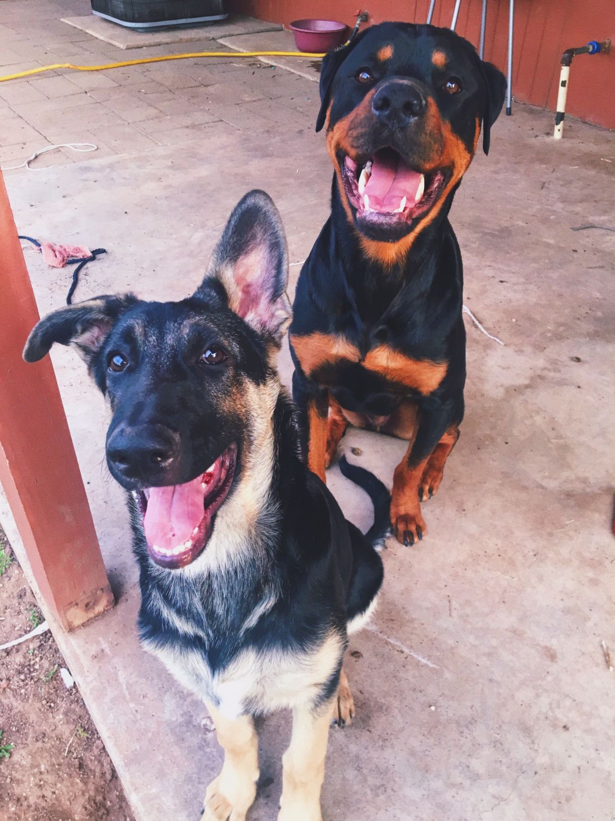 Pet photos